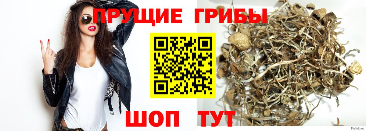 Псилоцибиновые грибы Cubensis Выборг